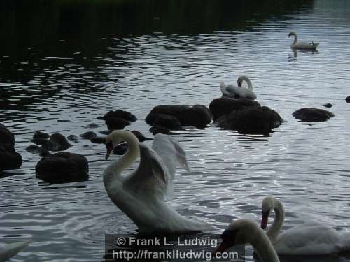 Swans